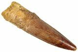 Juvenile Fossil Spinosaurus Tooth - Real Dinosaur Tooth #348687-1
